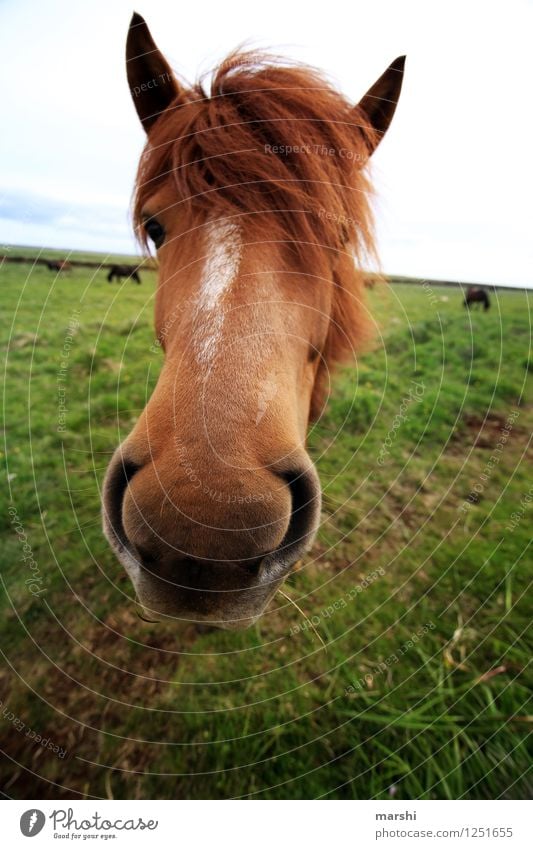 neugierig Natur Landschaft Tier Feld Wildtier Pferd Tiergesicht 1 Stimmung Island Ponys Mund Mähne schön tierisch Neugier Farbfoto Außenaufnahme Tag Tierporträt