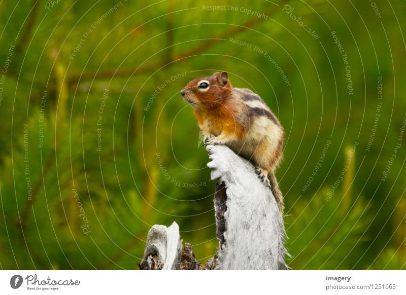 Wildlife :-) Natur Tier Sommer Baum Wald Wildtier Erdeichhörnchen 1 beobachten Fröhlichkeit Gesundheit schön klein niedlich Wachsamkeit ruhig Tourismus