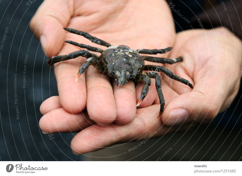 Strandfund Natur Tier Totes Tier 1 Gefühle Krabbe Krebs Hand Beine Island Farbfoto Außenaufnahme Detailaufnahme Tag