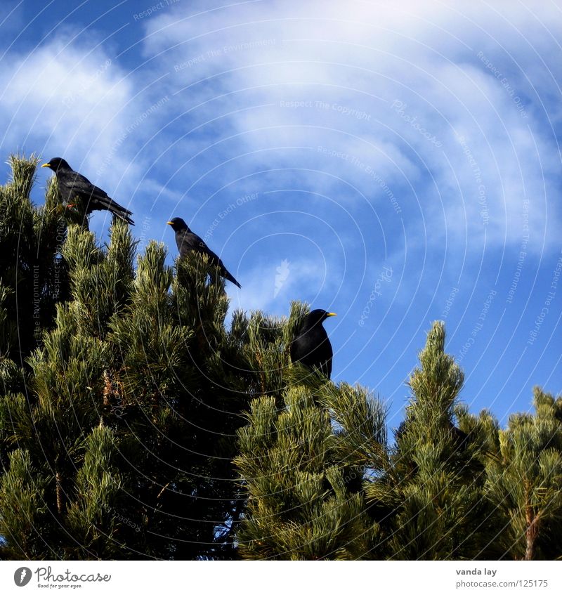 Pyrrhocorax graculus Dohle Alpendohle Vogel Dolomiten Baum Nadelbaum Wolken Himmel Holzmehl 3 Freundschaft Berge u. Gebirge scharr vogelscharr Schwarm Kiefer