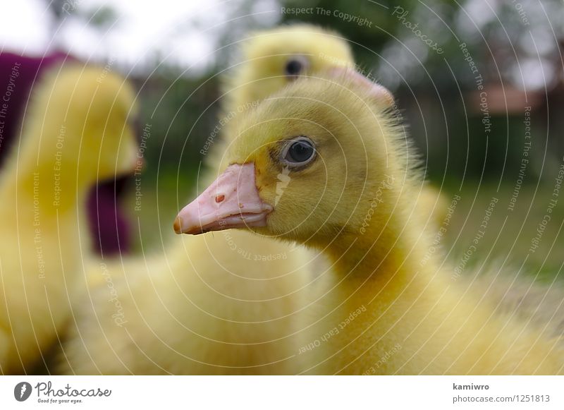 Gelbe Gans auf dem Rasen. Baby Freundschaft Menschengruppe Natur Tier Gras Wiese Pelzmantel Haustier Vogel klein lustig natürlich niedlich gelb grün Hausgans