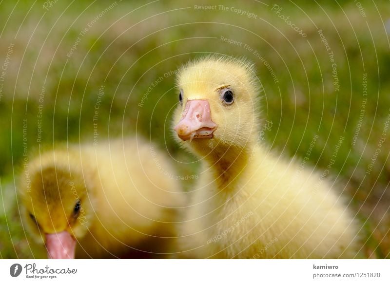 Gelbe Gans auf dem Rasen. Baby Freundschaft Menschengruppe Natur Tier Gras Wiese Pelzmantel Haustier Vogel klein lustig natürlich niedlich gelb grün Hausgans