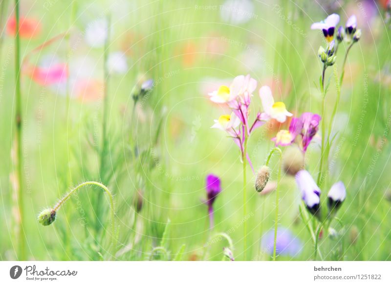 zum träumen Natur Pflanze Frühling Sommer Schönes Wetter Blume Gras Blatt Blüte Garten Park Wiese Blühend verblüht Wachstum schön grün violett Stengel