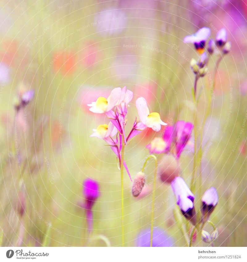 lila traum Natur Pflanze Frühling Sommer Schönes Wetter Blume Gras Blatt Blüte Wildpflanze Garten Park Wiese Blühend Duft verblüht Wachstum schön klein grün