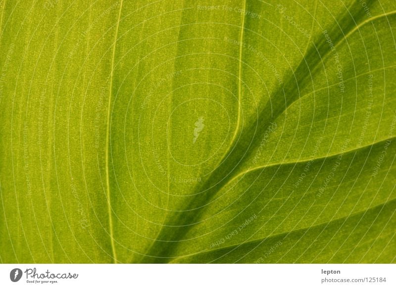 viele Wege führen nach... grün Blatt Pflanze Saft Photosynthese Makroaufnahme Nahaufnahme Eisenbahn Saftbahn Durchlicht