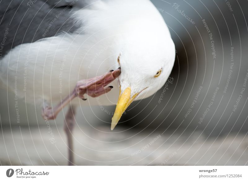 Juckreiz Tier Wildtier Vogel Möwe 1 lustig gelb grau rosa weiß Möwenvögel Nahaufnahme Farbfoto Gedeckte Farben Außenaufnahme Menschenleer Textfreiraum rechts