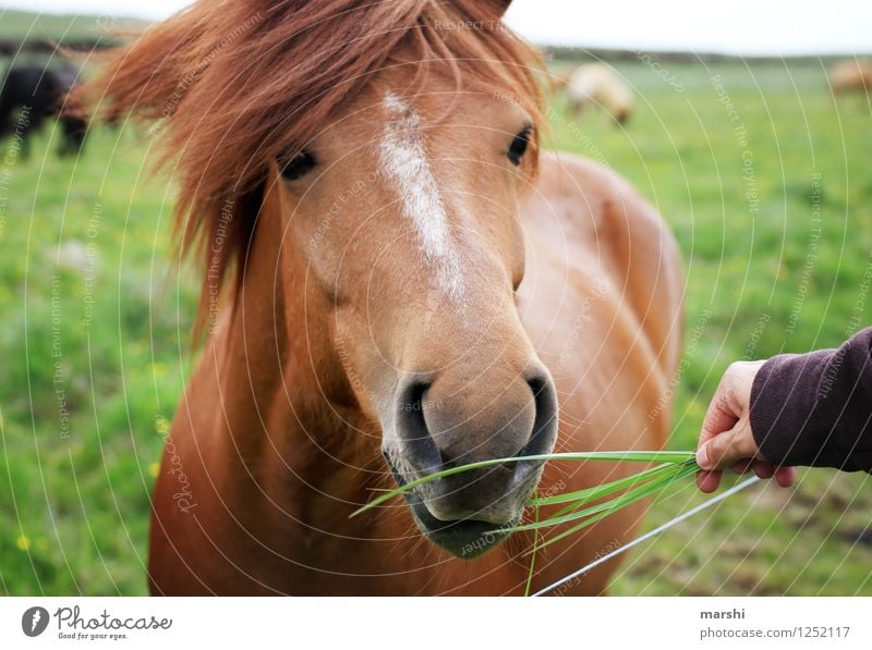 Schönheit Natur Landschaft Pflanze Tier Wildtier Pferd 1 Stimmung Island füttern schön braun Futter Reisefotografie Reiten Reitsport tierhaar Mähne wild