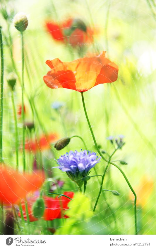 mö(h)ntag ist schöntag;) Natur Pflanze Frühling Sommer Schönes Wetter Blume Gras Blatt Blüte Wildpflanze Mohn Garten Park Wiese Blühend Duft verblüht Wachstum