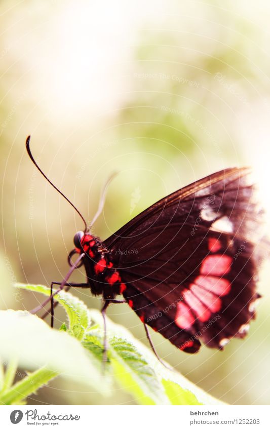 schmetterviech Natur Pflanze Tier Frühling Sommer Baum Sträucher Blatt Garten Park Wiese Wildtier Schmetterling Flügel 1 beobachten Erholung fliegen Fressen