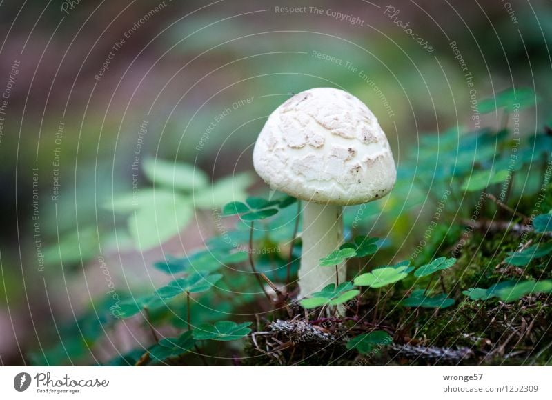 Glückspilz Natur Pflanze Erde Klee Wald Harz klein natürlich braun grün weiß Pilz Waldboden Kleeblatt Mittelgebirge Farbfoto Gedeckte Farben Außenaufnahme