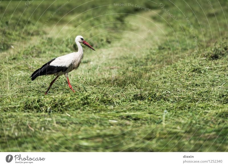 Storch im Salat Umwelt Natur Pflanze Tier Gras Wiese Wildtier Vogel Weißstorch 1 natürlich stolzieren schreiten Farbfoto Außenaufnahme Menschenleer Tag