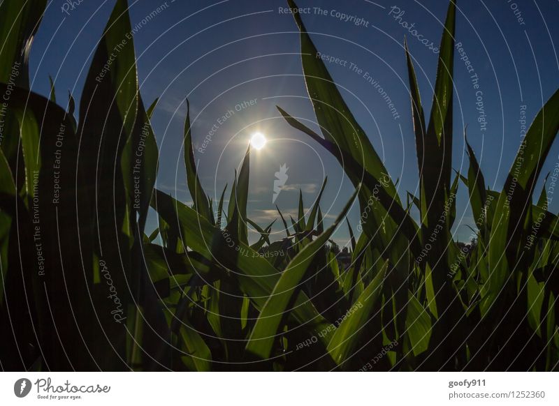 36 Grad Natur Landschaft Himmel Sonne Sonnenlicht Pflanze Gras Grünpflanze Wiese leuchten träumen Glück blau grün Idylle Farbfoto Außenaufnahme Tag Licht