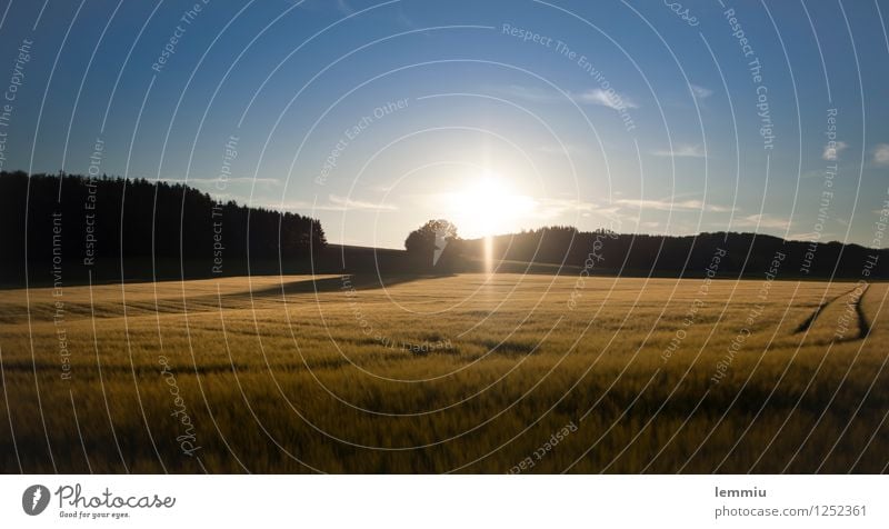 Kornfeld im Abendlicht Sommer Natur Sonne Sonnenaufgang Sonnenuntergang Sonnenlicht Herbst Schönes Wetter Nutzpflanze Feld blau braun Stimmung Warmherzigkeit