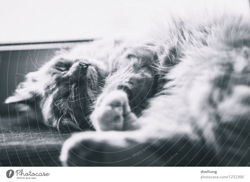 Runde schillen? Haustier Katze 1 Tier Erholung genießen liegen schlafen träumen schön kuschlig niedlich Wärme weich Zufriedenheit Geborgenheit Gelassenheit