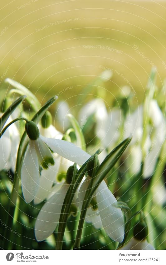 Schneeglöckchen, Weißröckchen... Frühling Blume Blüte aufwachen aufstehen Auferstehung