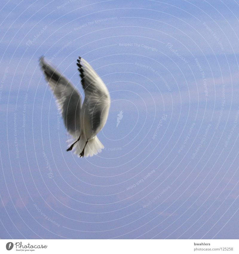 bitte nicht abstürzen Möwe weiß See Wolken Himmel Vogel blau Bodensee fliegen Freiheit Flügel Feder