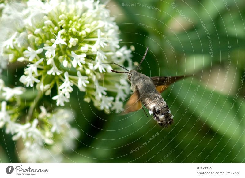 Taubenschwaenzchen; Macroglossum; stellatarum; Schmetterling fliegen Fressen Taubenschwanz Spornblume Spornblumen Centranthus Karpfenschwanz Wanderfalter