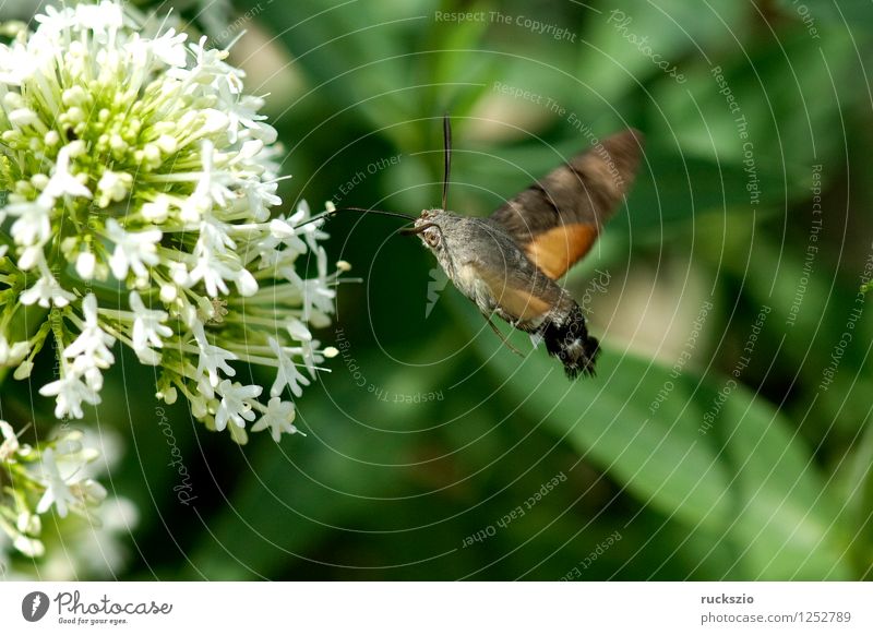 Taubenschwaenzchen; Macroglossum; stellatarum; Schmetterling fliegen Fressen Taubenschwanz Spornblume Spornblumen Centranthus Karpfenschwanz Wanderfalter