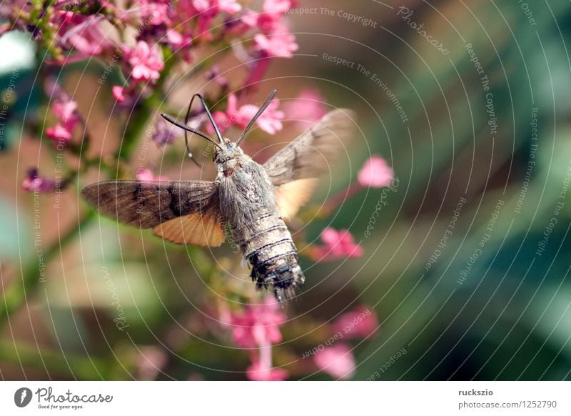 Taubenschwaenzchen; Macroglossum; stellatarum; Schmetterling fliegen Fressen Taubenschwanz Spornblume Spornblumen Centranthus Karpfenschwanz Wanderfalter