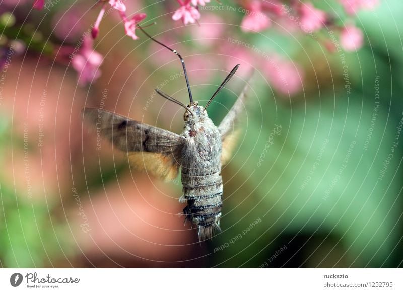 Taubenschwaenzchen; Macroglossum; stellatarum; Schmetterling fliegen Taubenschwanz Spornblume Spornblumen Centranthus Karpfenschwanz Wanderfalter Schwaermer