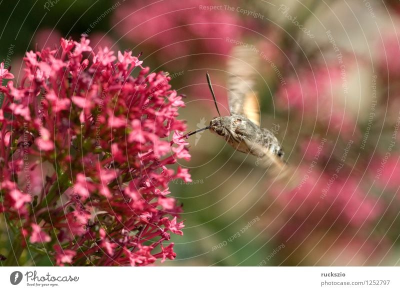 Taubenschwaenzchen; Macroglossum; stellatarum; Schmetterling fliegen Fressen Taubenschwanz Spornblume Spornblumen Centranthus Karpfenschwanz Wanderfalter