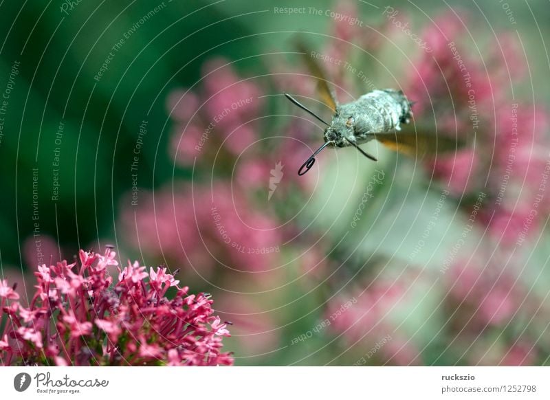 Taubenschwaenzchen; Macroglossum; stellatarum; Schmetterling fliegen Fressen Taubenschwanz Spornblume Spornblumen Centranthus Karpfenschwanz Wanderfalter