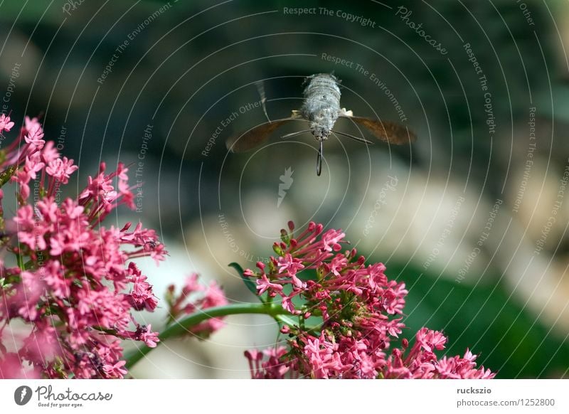 Taubenschwaenzchen; Macroglossum; stellatarum; Schmetterling fliegen Taubenschwanz Spornblume Spornblumen Centranthus Karpfenschwanz Wanderfalter Schwaermer