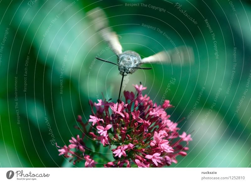 Taubenschwaenzchen; Macroglossum; stellatarum; Schmetterling fliegen Fressen Taubenschwanz Spornblume Spornblumen Centranthus Karpfenschwanz Wanderfalter