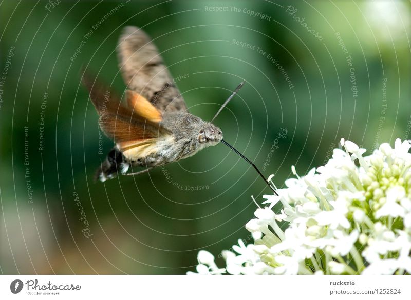 Taubenschwaenzchen; Macroglossum; stellatarum; Wildtier Schmetterling fliegen Fressen Taubenschwanz Spornblume Spornblumen Centranthus Karpfenschwanz