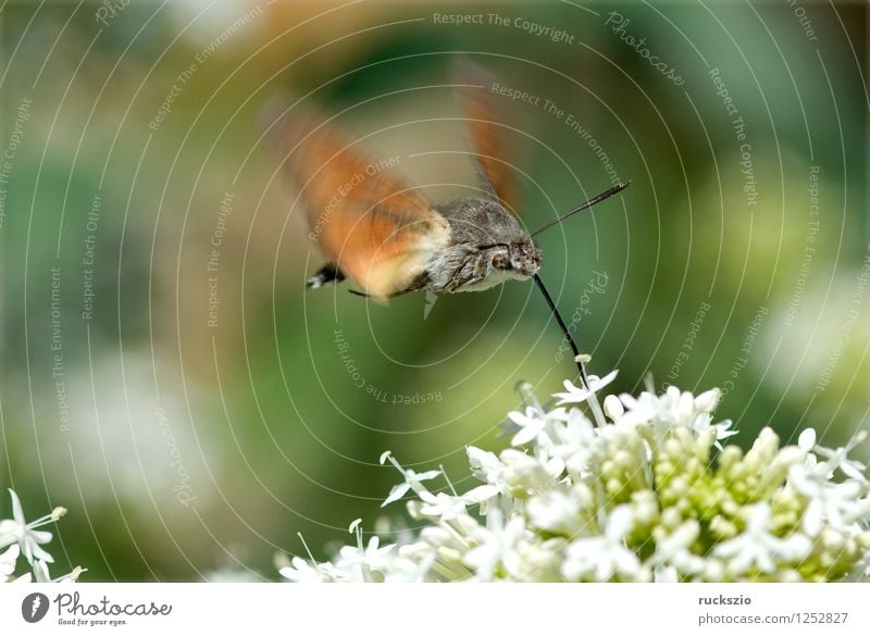 Taubenschwaenzchen; Macroglossum; stellatarum; Schmetterling fliegen Fressen Taubenschwanz Spornblume Spornblumen Centranthus Karpfenschwanz Wanderfalter