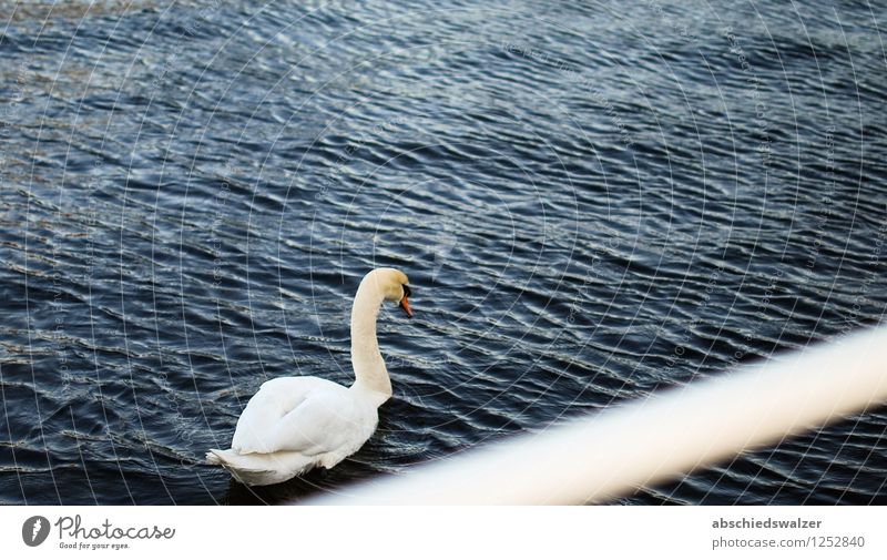 Schwan im Hafen von Kiel Tier 1 Stimmung ruhig Traurigkeit Einsamkeit einzigartig elegant Langeweile Stolz Farbfoto Außenaufnahme Textfreiraum links