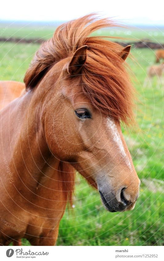 Ponyfrisur Natur Landschaft Tier Wildtier Pferd Tiergesicht 1 Stimmung Island Ponys Mähne schön Reiten Reiterhof Farbfoto Außenaufnahme Detailaufnahme Tag