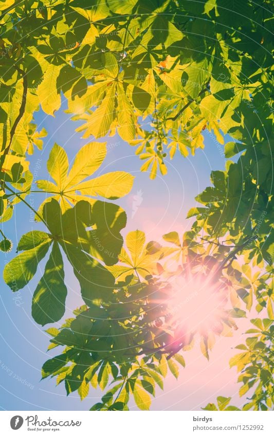 Farbenspiel Landschaft Wolkenloser Himmel Sonne Sonnenlicht Sommer Schönes Wetter glänzend leuchten außergewöhnlich Duft exotisch mehrfarbig Lebensfreude