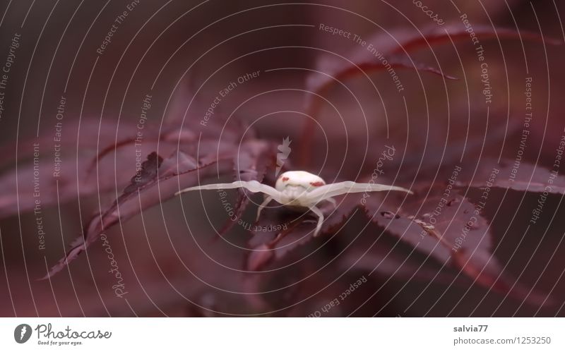 Lauerstellung Natur Pflanze Tier Sommer Herbst Baum Blatt Wildtier Spinne Krabbenspinne 1 beobachten fangen sitzen warten dunkel klein listig klug Begierde