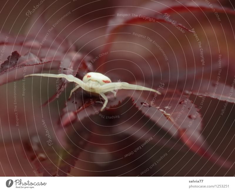 Geduldspiel Natur Pflanze Tier Blatt Wildtier Spinne misumena vita Krabbenspinne 1 beobachten fangen Jagd sitzen warten bedrohlich Ekel klug achtsam Wachsamkeit