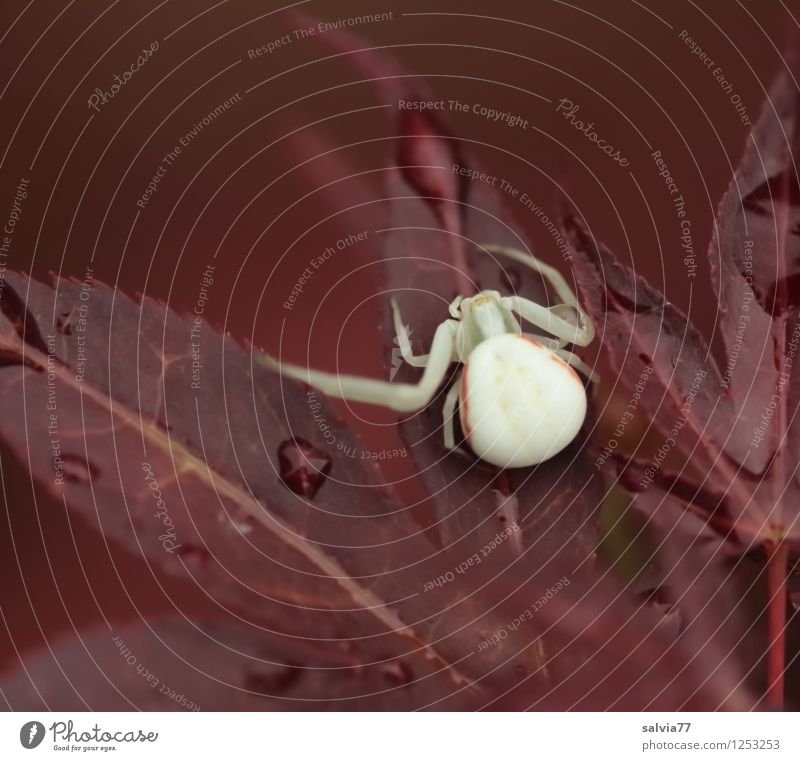 Krabbenspinne Natur Pflanze Tier Herbst Blatt Wildtier Spinne 1 hocken krabbeln leuchten sitzen warten Ekel klein klug achtsam Wachsamkeit Vorsicht geduldig