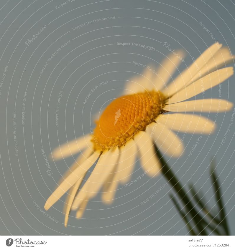 Blüte im Abendlicht Glück harmonisch Wohlgefühl Sinnesorgane Erholung ruhig Meditation Duft Natur Pflanze Frühling Sommer Wildpflanze Falsche Kamille