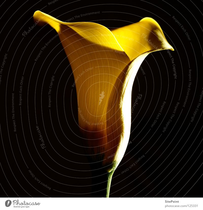 Calla gelb Blume Blüte schwarz Makroaufnahme Licht flower Detailaufnahme light