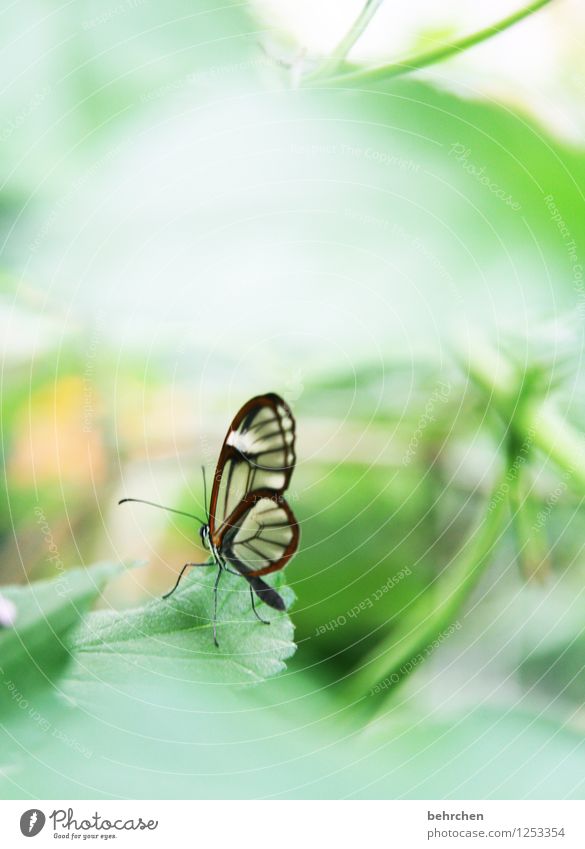 übersehbar? Natur Pflanze Tier Frühling Sommer Schönes Wetter Baum Sträucher Blatt Garten Park Wiese Wildtier Schmetterling Flügel glasflügelfalter 1 beobachten