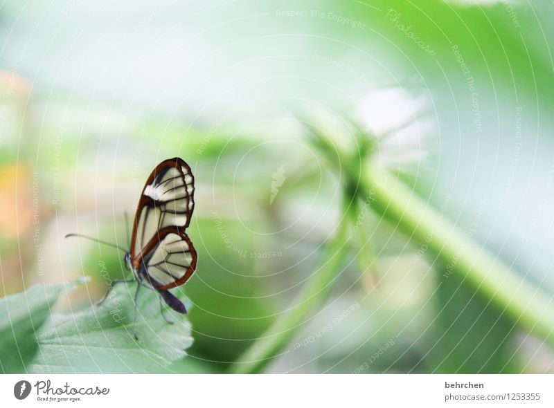 winzige schönheit Natur Pflanze Tier Frühling Sommer Blatt Garten Park Wiese Wildtier Schmetterling Flügel glasflügelfalter beobachten Erholung fliegen sitzen