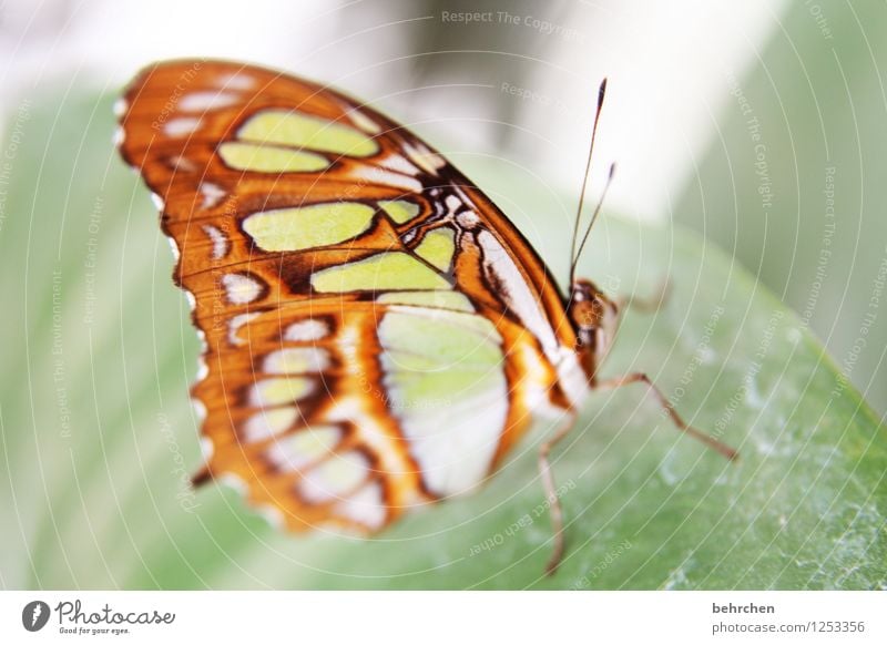 im detail Natur Pflanze Tier Frühling Sommer Schönes Wetter Baum Sträucher Blatt Garten Park Wiese Wildtier Schmetterling Tiergesicht Flügel Facettenauge 1