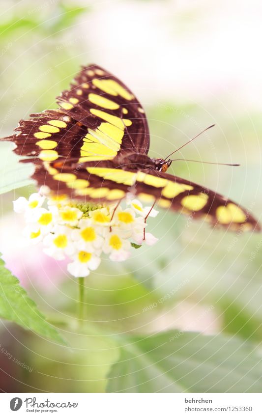 malachit Natur Pflanze Tier Frühling Sommer Schönes Wetter Blume Blatt Blüte Wildpflanze Wildtier Schmetterling Flügel malachitfalter 1 beobachten fliegen