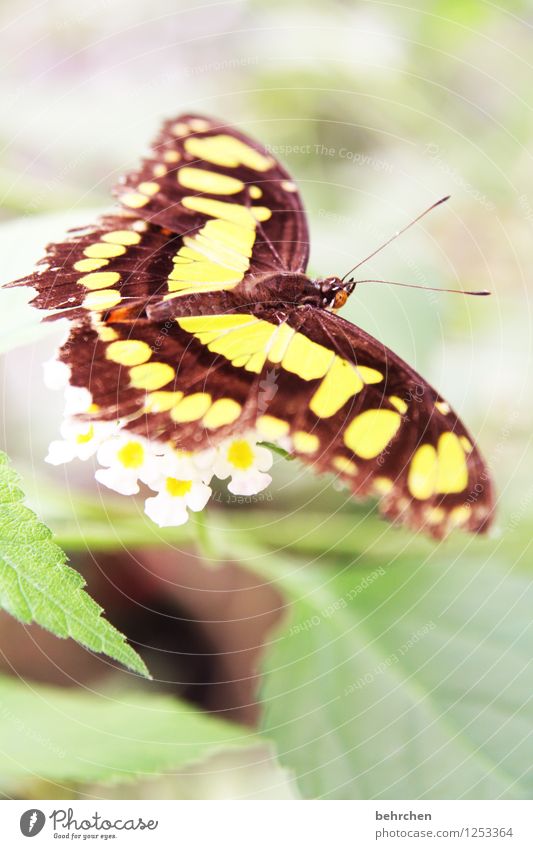 schwerelos Natur Pflanze Tier Frühling Sommer Schönes Wetter Blume Blatt Blüte Garten Park Wiese Wildtier Schmetterling Flügel 1 beobachten Blühend Duft