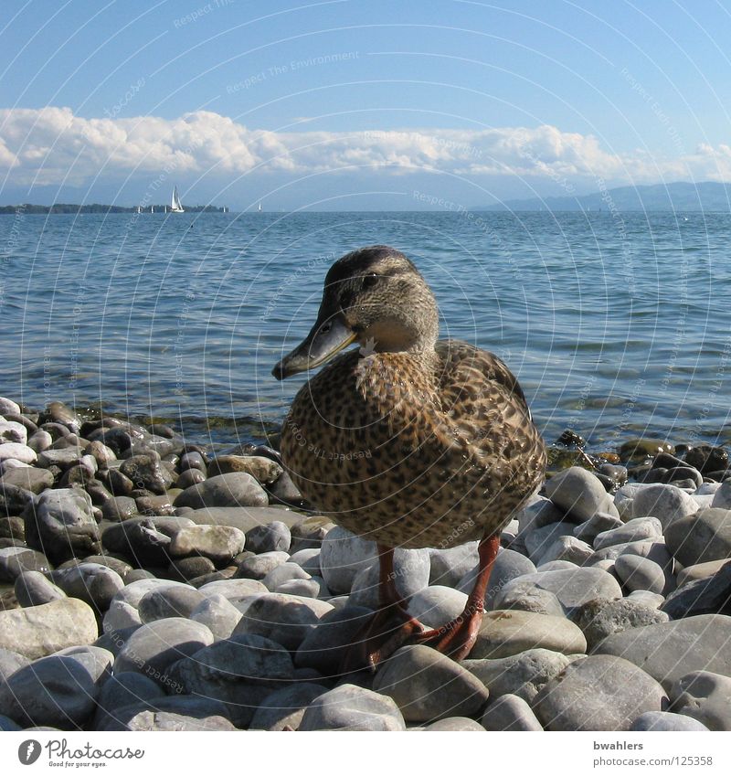 hallo Ente See grau Wolken Wellen Wasser Vogel Küste Stein blau Himmel Berge u. Gebirge Bodensee