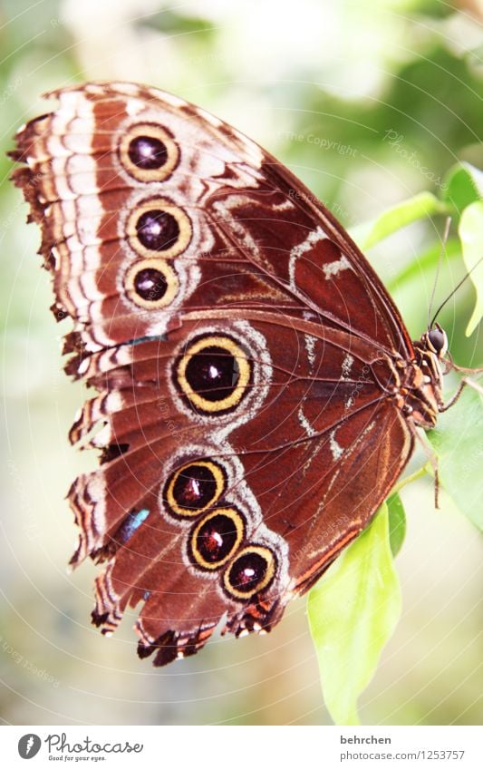 schmettertag Natur Pflanze Tier Frühling Sommer Schönes Wetter Baum Blatt Garten Park Wiese Wildtier Schmetterling Tiergesicht Flügel blauer morphofalter 1