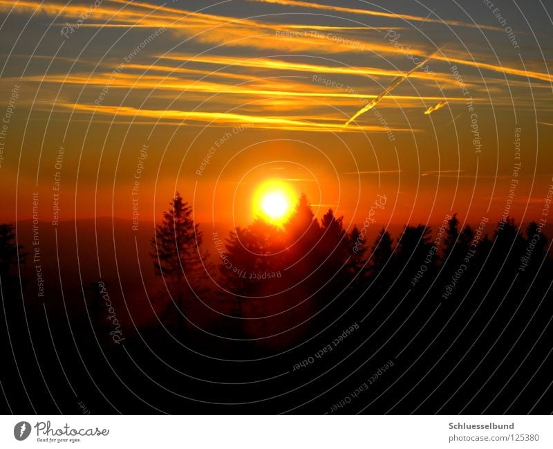 Abendsonne Sonne Himmel Sonnenaufgang Sonnenuntergang Schönes Wetter Nebel Baum Wald blau gelb schwarz Warmherzigkeit Romantik Farbe Horizont Natur