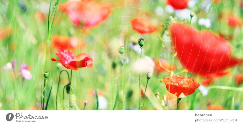 gegen die kälte... Natur Pflanze Frühling Sommer Schönes Wetter Blume Gras Blatt Blüte Wildpflanze Mohn Garten Park Wiese Feld Blühend Duft verblüht Wachstum