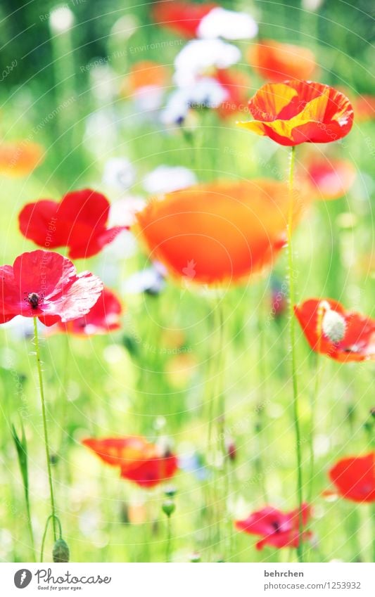 immer wieder mo(h)ntags... Natur Pflanze Frühling Sommer Schönes Wetter Blume Gras Blatt Blüte Wildpflanze Mohn Garten Park Wiese Feld Blühend verblüht Wachstum