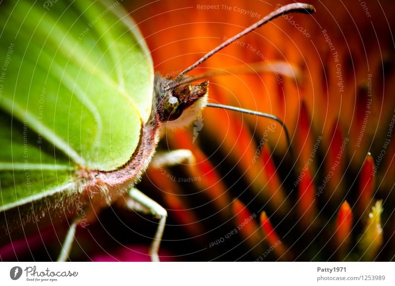 Zitronenfalter III Tier Schmetterling Fressen sitzen grün rot Appetit & Hunger bizarr Natur Farbfoto Außenaufnahme Makroaufnahme Menschenleer Tag