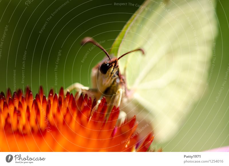 Zitronenfalter II Tier Schmetterling 1 Fressen sitzen gelb bizarr Natur Farbfoto Außenaufnahme Makroaufnahme Menschenleer Tag